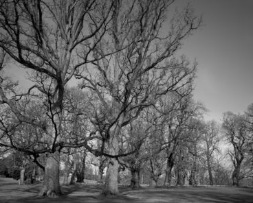 Sweet Chestnut Row